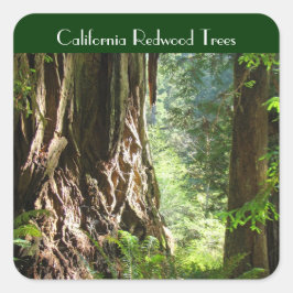 カリフォルニア・セコイアのステッカー スクエアシール