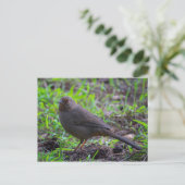 カリフォルニア・トウィー ポストカード (スタンド正面)