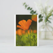 カリフォルニア・ポッピー ポストカード (スタンド正面)