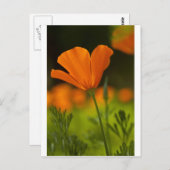 カリフォルニア・ポッピー ポストカード (正面/裏面)