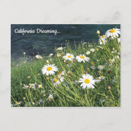 カリフォルニア・ワイルドフラワーズ、ラジョラコーブ ポストカード