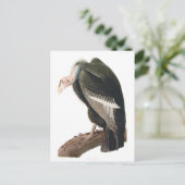 カリフォルニア・ヴァルチャー(コンドル)、オードボンファインアート ポストカード (スタンド正面)