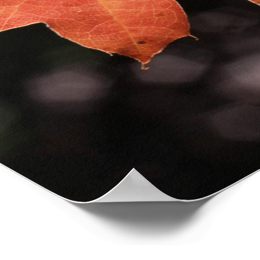 カリフォルニア、秋の色のオークの葉 ポスター (角)