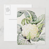 カリフラワー勉強1993 ポストカード (正面/裏面)