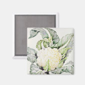 カリフラワー勉強1993 マグネット (正面/裏面)