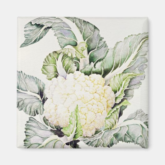 カリフラワー勉強1993 マグネット (正面)