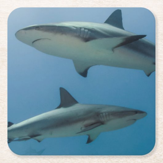 カリブのな礁の鮫 スクエアペーパーコースター (正面)