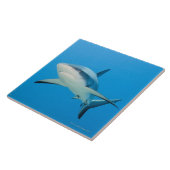 カリブのな礁の鮫(メジロザメ属のperezi) タイル (側面)