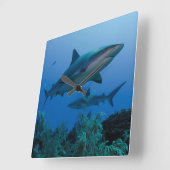 カリブのな礁Shark Jardines de la Reina スクエア壁時計 (傾斜)