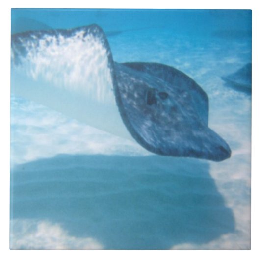 カリブのアカエイ タイル (正面)