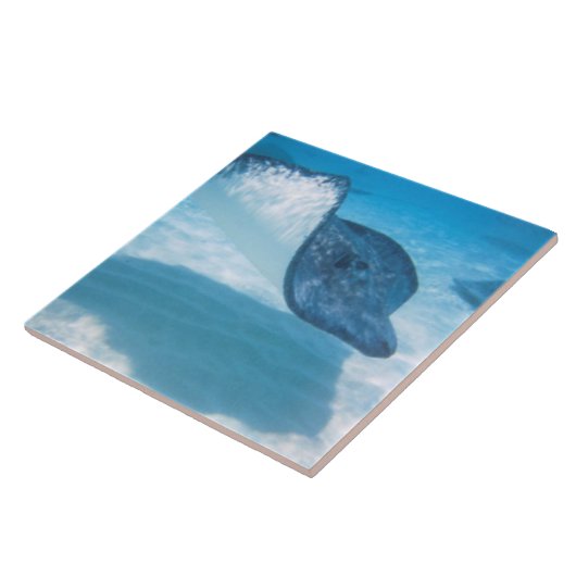 カリブのアカエイ タイル (側面)