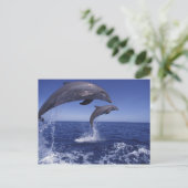 カリブのバンドウイルカのハンドウイルカ属12 ポストカード (スタンド正面)