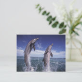 カリブのバンドウイルカのハンドウイルカ属 ポストカード (スタンド正面)