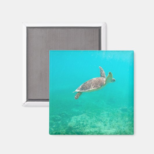 カリブの亀 マグネット (正面/裏面)