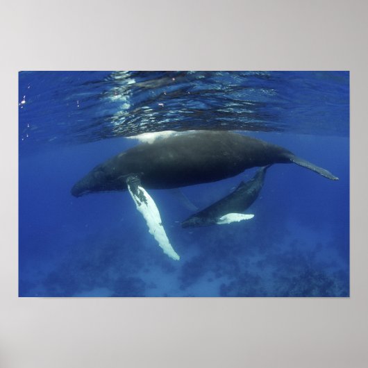 カリブの素晴らし島、アンティル諸島 ポスター (正面)