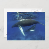 カリブの素晴らし島、アンティル諸島 ポストカード (正面/裏面)