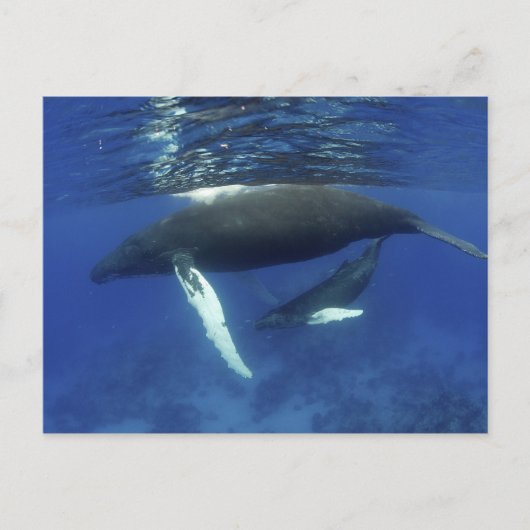 カリブの素晴らし島、アンティル諸島 ポストカード (正面)