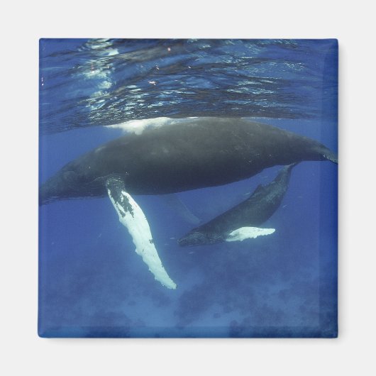 カリブの素晴らし島、アンティル諸島 マグネット (正面)