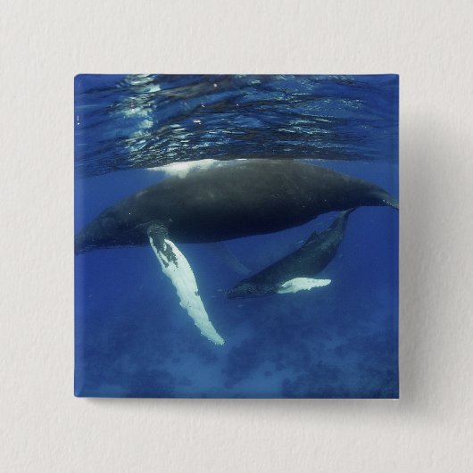 カリブの素晴らし島、アンティル諸島 缶バッジ (正面)