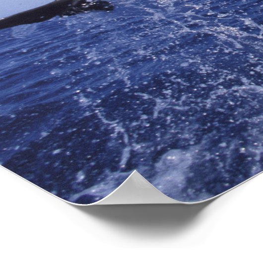 カリブの, Bottlenose dolphins Tursiops 7 ポスター (角)