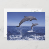 カリブの, bottlense dolphins ポストカード (正面/裏面)