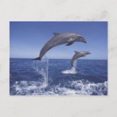 カリブの, bottlense dolphins ポストカード (正面)