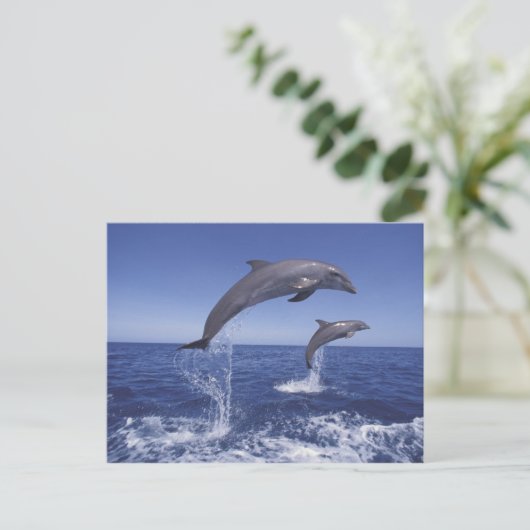 カリブの, bottlense dolphins ポストカード (スタンド正面)