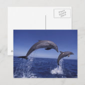 カリブの, bottlense dolphins ポストカード (正面/裏面)