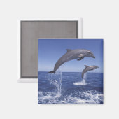 カリブの, bottlense dolphins マグネット (正面/裏面)
