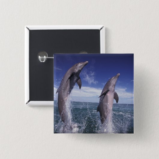 カリブの, Bottlense dolphins Tursiops 缶バッジ (正面&裏面)