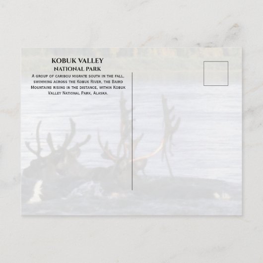 カリブーはアラスカ州コブク川を渡って移動 ポストカード (裏面)