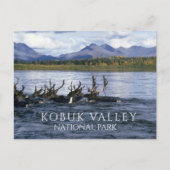 カリブーはアラスカ州コブク川を渡って移動 ポストカード (正面)