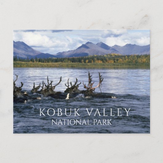 カリブーはアラスカ州コブク川を渡って移動 ポストカード (正面)
