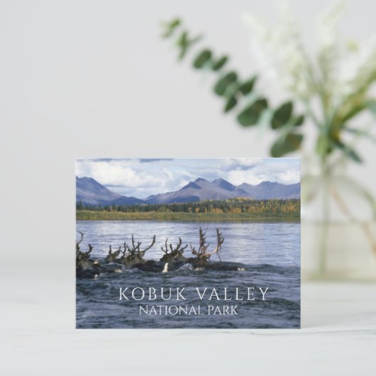 カリブーはアラスカ州コブク川を渡って移動 ポストカード (スタンド正面)