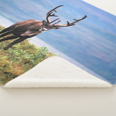 カリブーまたはトナカイ |アラスカ，デナリ国立公園 シェルパブランケット (3/4)