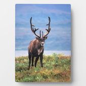 カリブーまたはトナカイ |アラスカ，デナリ国立公園 フォトプラーク (正面)