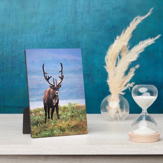 カリブーまたはトナカイ |アラスカ，デナリ国立公園 フォトプラーク (側面)