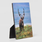 カリブーまたはトナカイ |アラスカ，デナリ国立公園 フォトプラーク (側面)