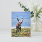 カリブーまたはトナカイ |アラスカ,デナリ国立公園 ポストカード (スタンド正面)