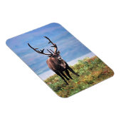 カリブーまたはトナカイ |アラスカ，デナリ国立公園 マグネット (右側)