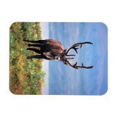 カリブーまたはトナカイ |アラスカ，デナリ国立公園 マグネット (横)