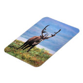 カリブーまたはトナカイ |アラスカ，デナリ国立公園 マグネット (左側)