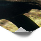 カリブー ポスター (角)