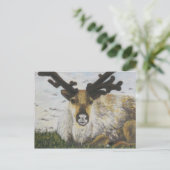 カリブー ポストカード (スタンド正面)