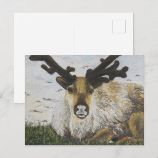 カリブー ポストカード (正面/裏面)