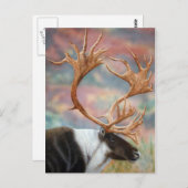 カリブー ポストカード (正面/裏面)