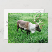 カリブー ポストカード (正面/裏面)