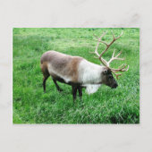 カリブー ポストカード (正面)