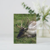 カリブー ポストカード (スタンド正面)