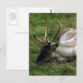 カリブー ポストカード (正面/裏面)